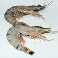 raw head on shell on prawn